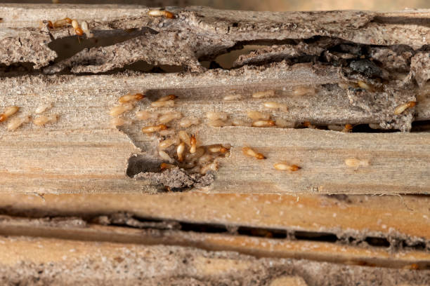 Best Insect Control  in Mount Union, PA